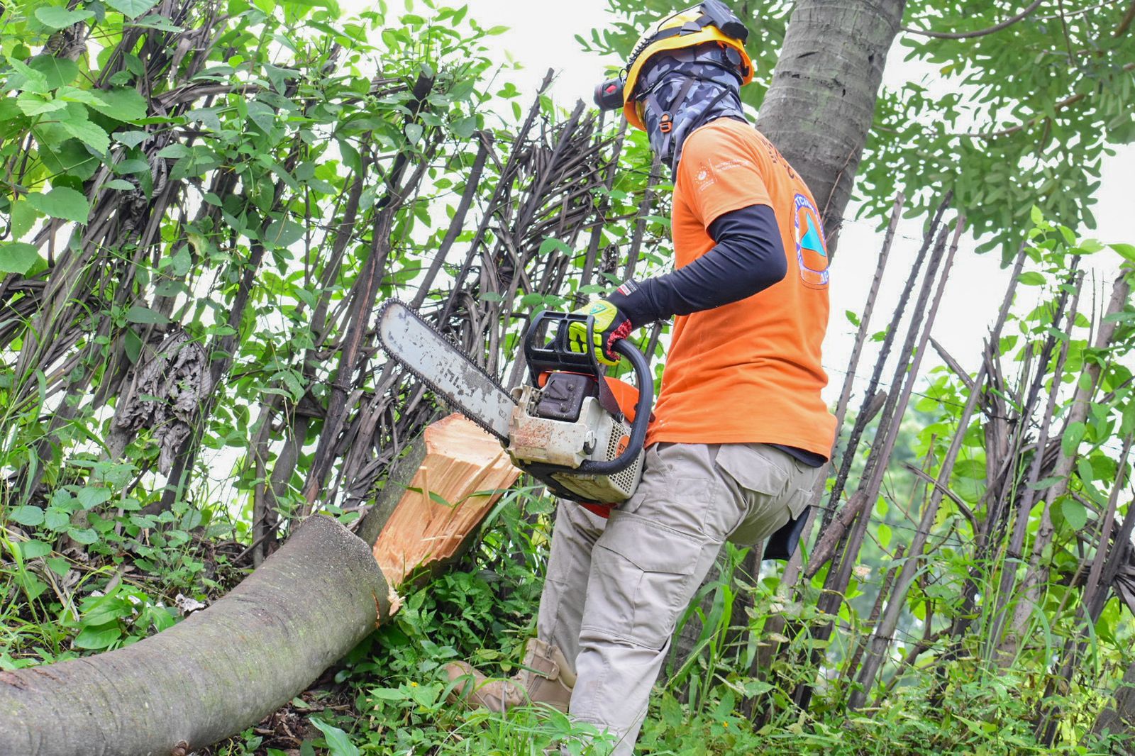 ejecutan-jornada-de-mitigacion-y-poda-de-arboles-en-san-salvador